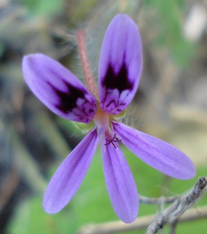 Pelargonium columbinum old flower showing style branches
